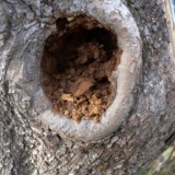 Udubljenje u stablu jabuke: šta učiniti, kako popraviti